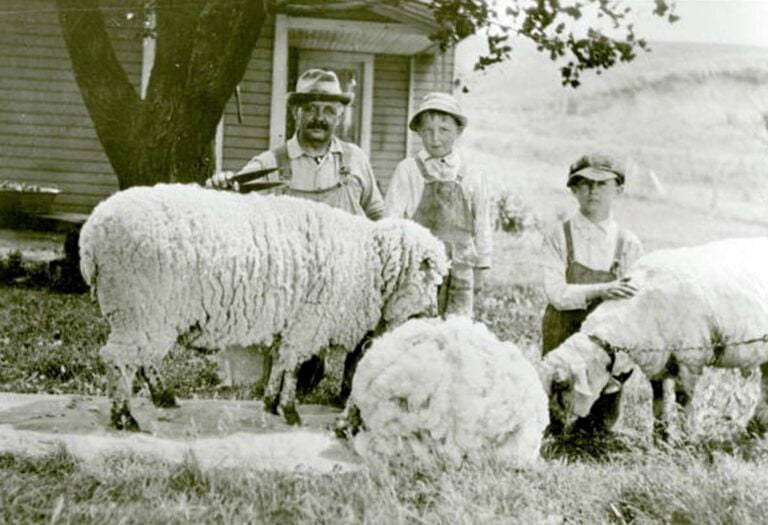 Three people standing beside several sheep on a farm