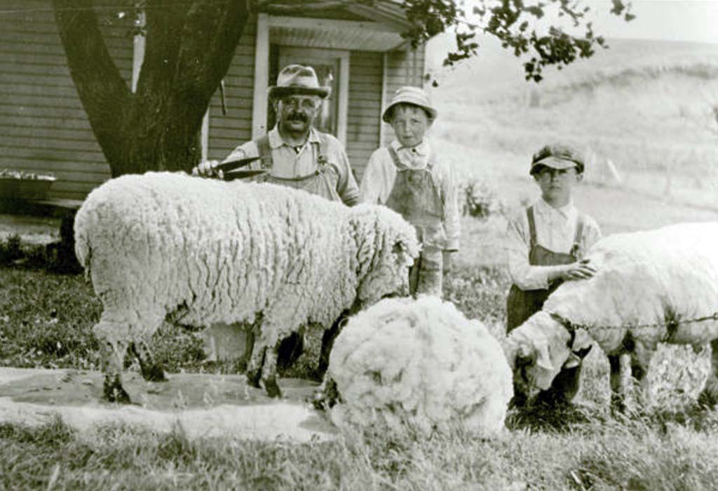 Three people standing beside several sheep on a farm