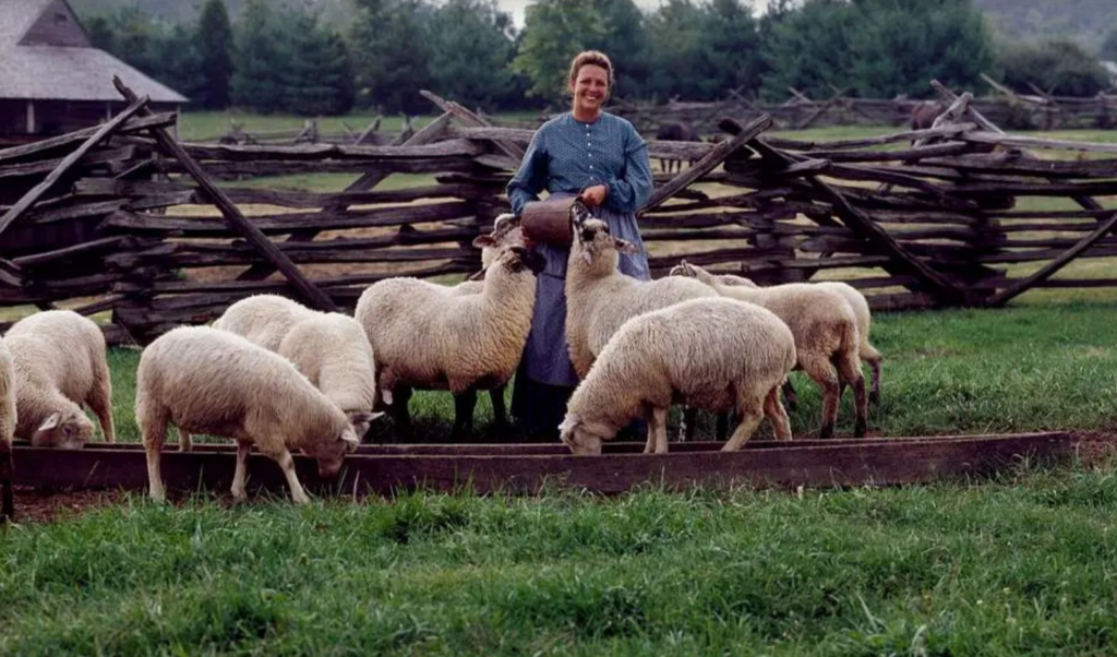 Woman standing among a flock of sheep beside a split-rail fence