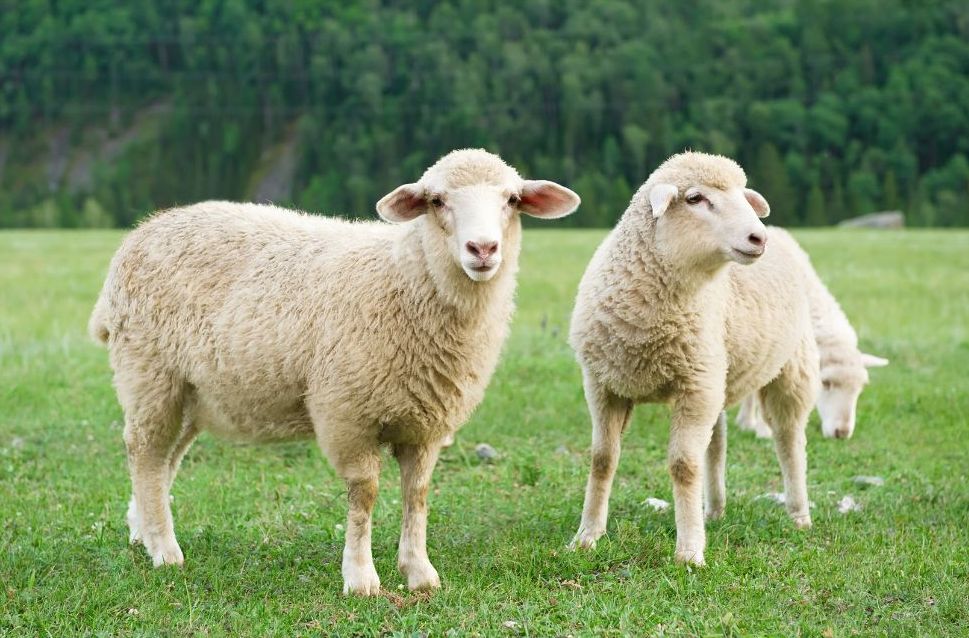 Two fluffy sheep standing on green grass in Blue Ridge.