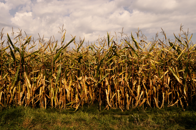 Corn stalks remaining in the field after harvest under cloudy sky.