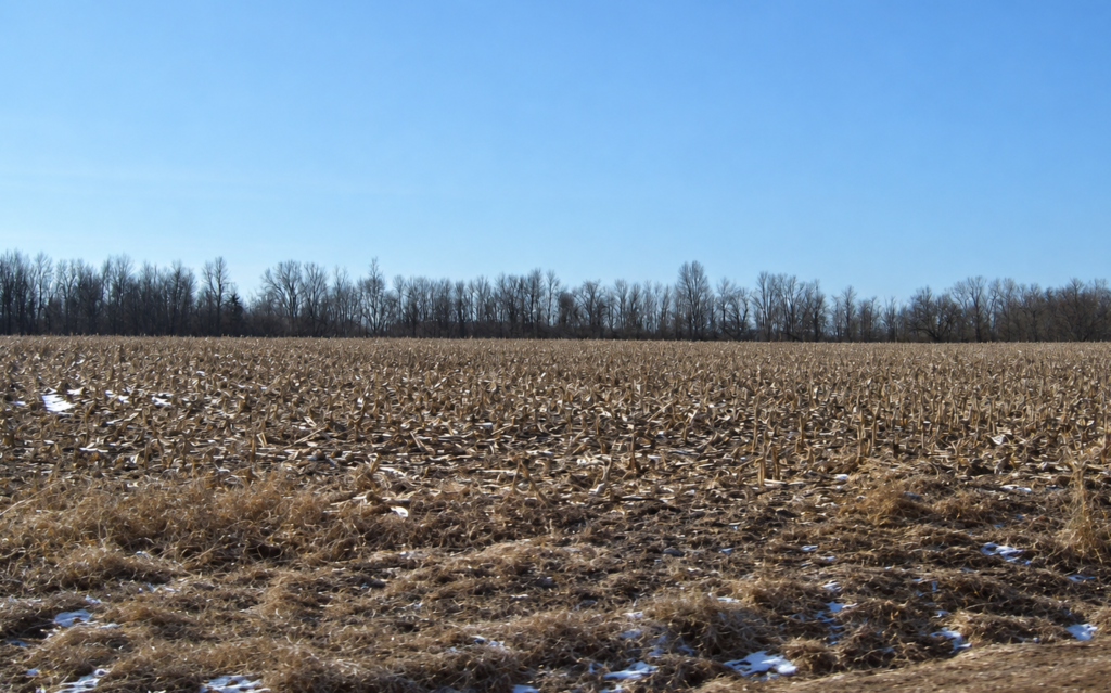 Corn stalks after harvest cover a winter field with rows of short stubble and scattered plant residue.