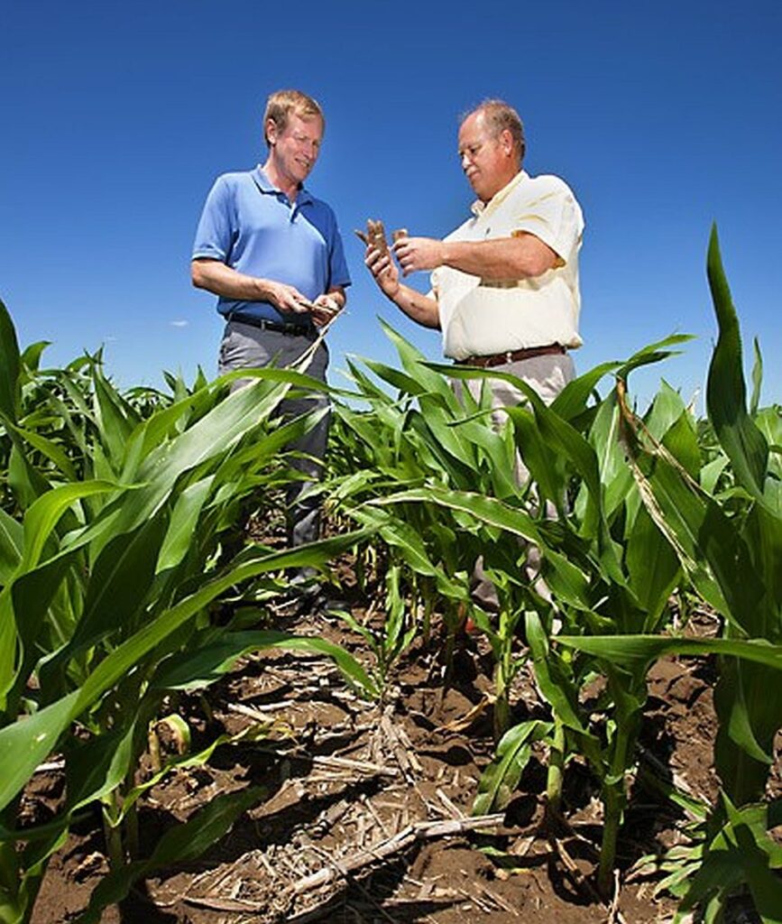 Two agricultural researchers examine plants in a growing cornfield.