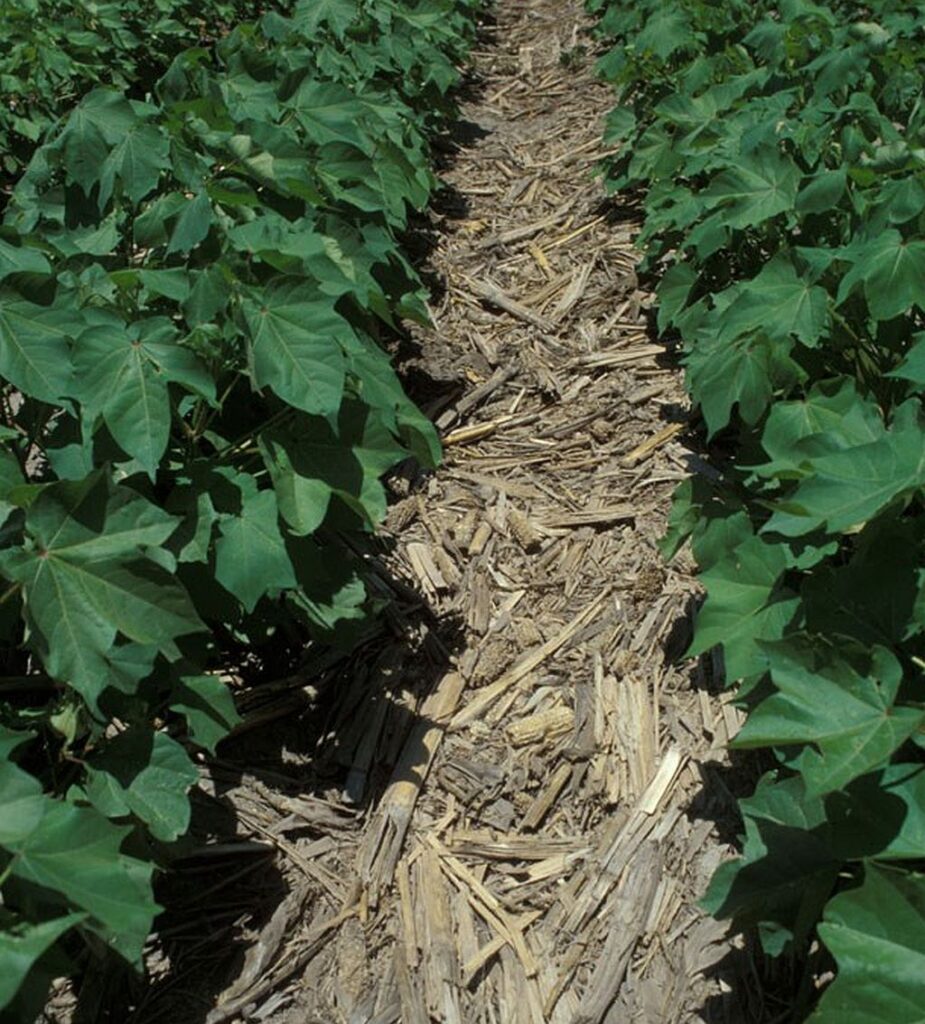 Corn stalks after harvest form a layer of residue between rows of young cotton plants in a no-till field.