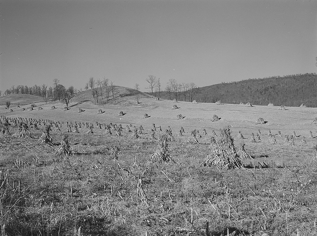 Corn shocks stand across a harvested Virginia farm field in a historical black-and-white photograph.
